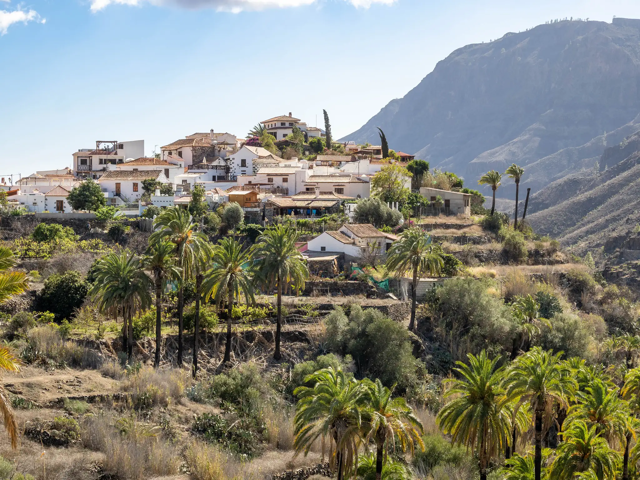 Widok na wioskę Fataga na Gran Canarii, otoczoną palmami i górami w tle.
